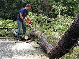 Best Tree Trimming and Pruning  in Owingsville, KY