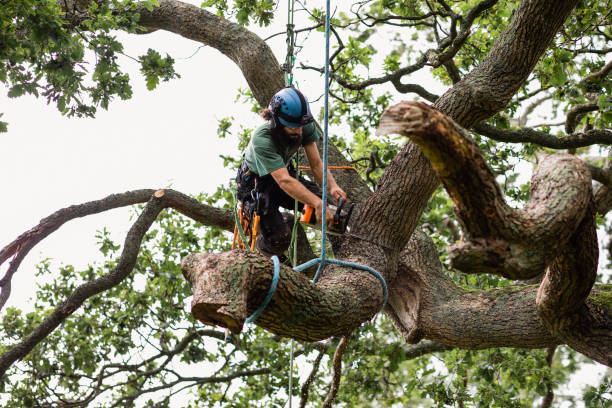 Reliable Owingsville, KY Tree Care Solutions