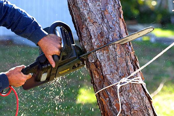 How Our Tree Care Process Works  in  Owingsville, KY