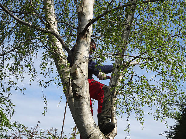 Best Tree Preservation Services  in Owingsville, KY