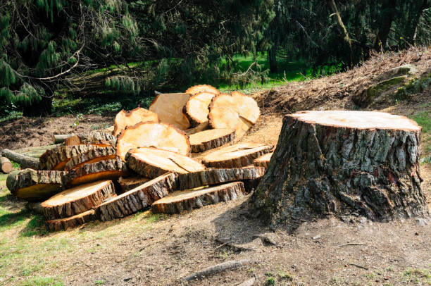 Best Tree Mulching  in Owingsville, KY